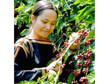 A woman harvesting coffee beans in Krong Ana District in Dak Lak Province (Photo: T.T)